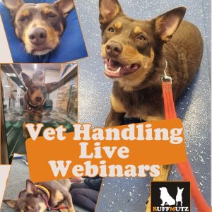 Ruff to Relaxed: Happy Vet Visits