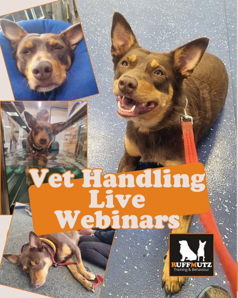 Ruff to Relaxed: Happy Vet Visits