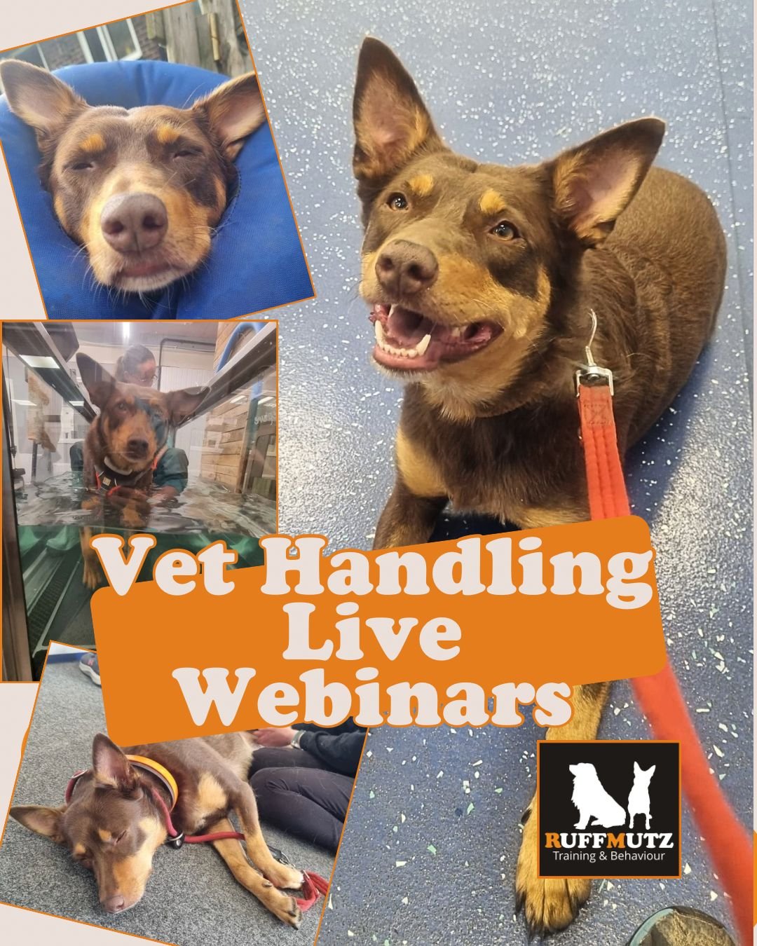 Ruff to Relaxed: Happy Vet Visits