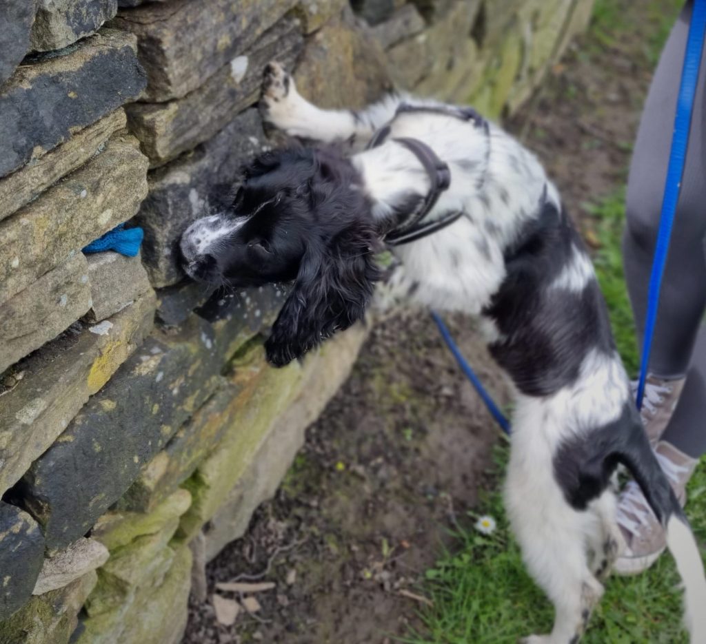 Introductory Scentwork session