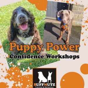 Puppy Power Confidence Workshop