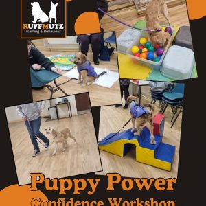 Puppy Power Confidence Workshop