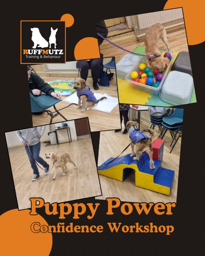 Puppy Power Confidence Workshop