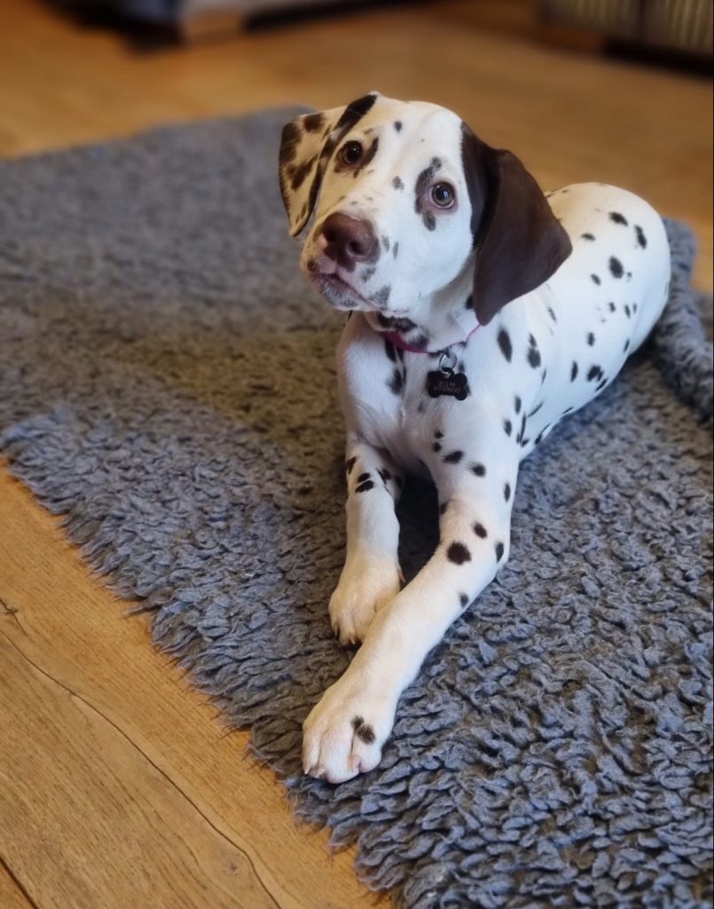 Puppy Platinum Package Deposit