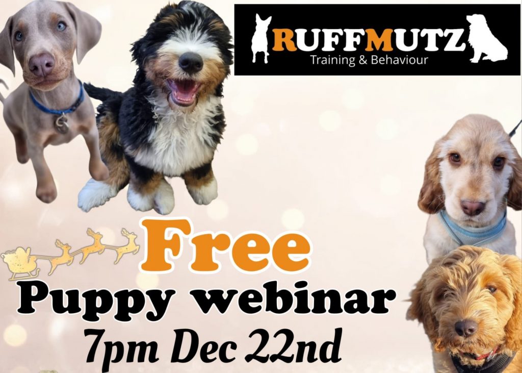 Free puppy webinar