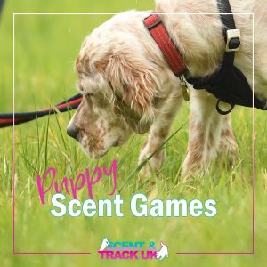 Puppy Scent Games
